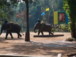 Thailand2009-Elephant_School-012